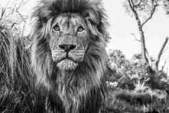 David Yarrow Photography - Americas, Africa, Antarctica, Arctic, Asia, Europe
